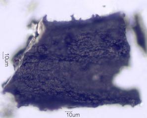 Adenostoma sparsifolium Leaf Ash