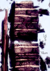 Charred Aspen Matchstick