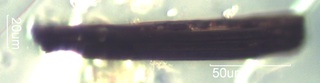 Charred Needle