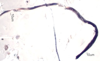 Charred Paper Under the Microscope