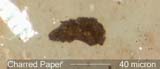 Charred Paper