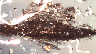 Burnt Leaf from a Forest Fire Aerosol