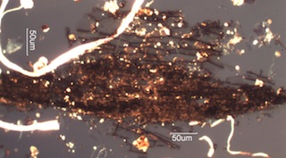 Burnt Leaf from a Forest Fire Aerosol