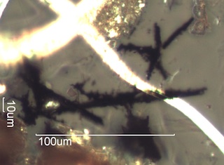 Burnt Pine Needle from a Forest Fire Aerosol