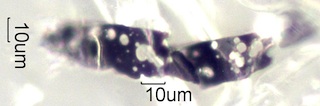 Burnt Conifer Cone Cell
