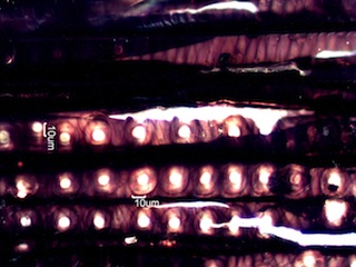 Charred Wood