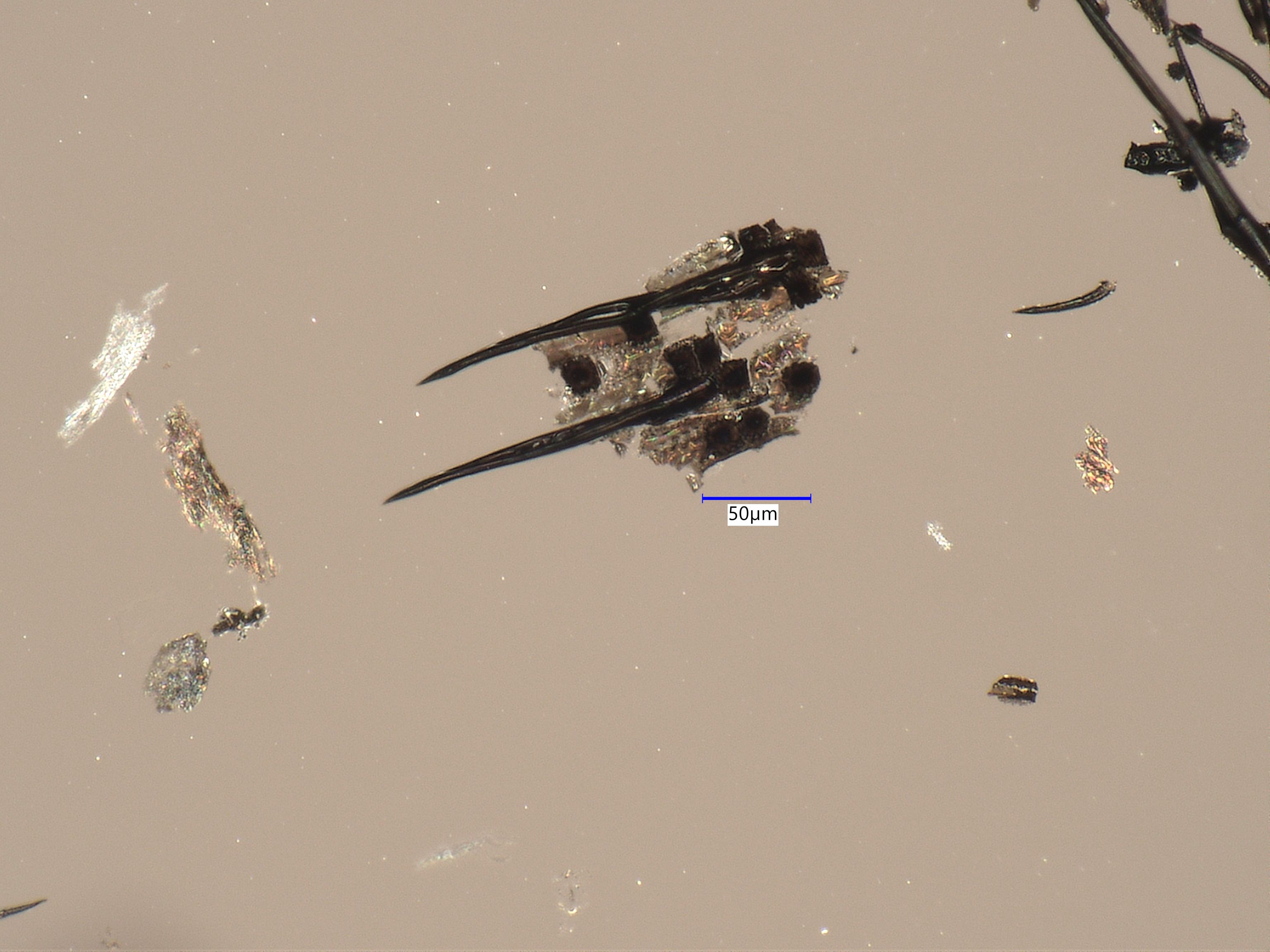Charred Cheatgrass