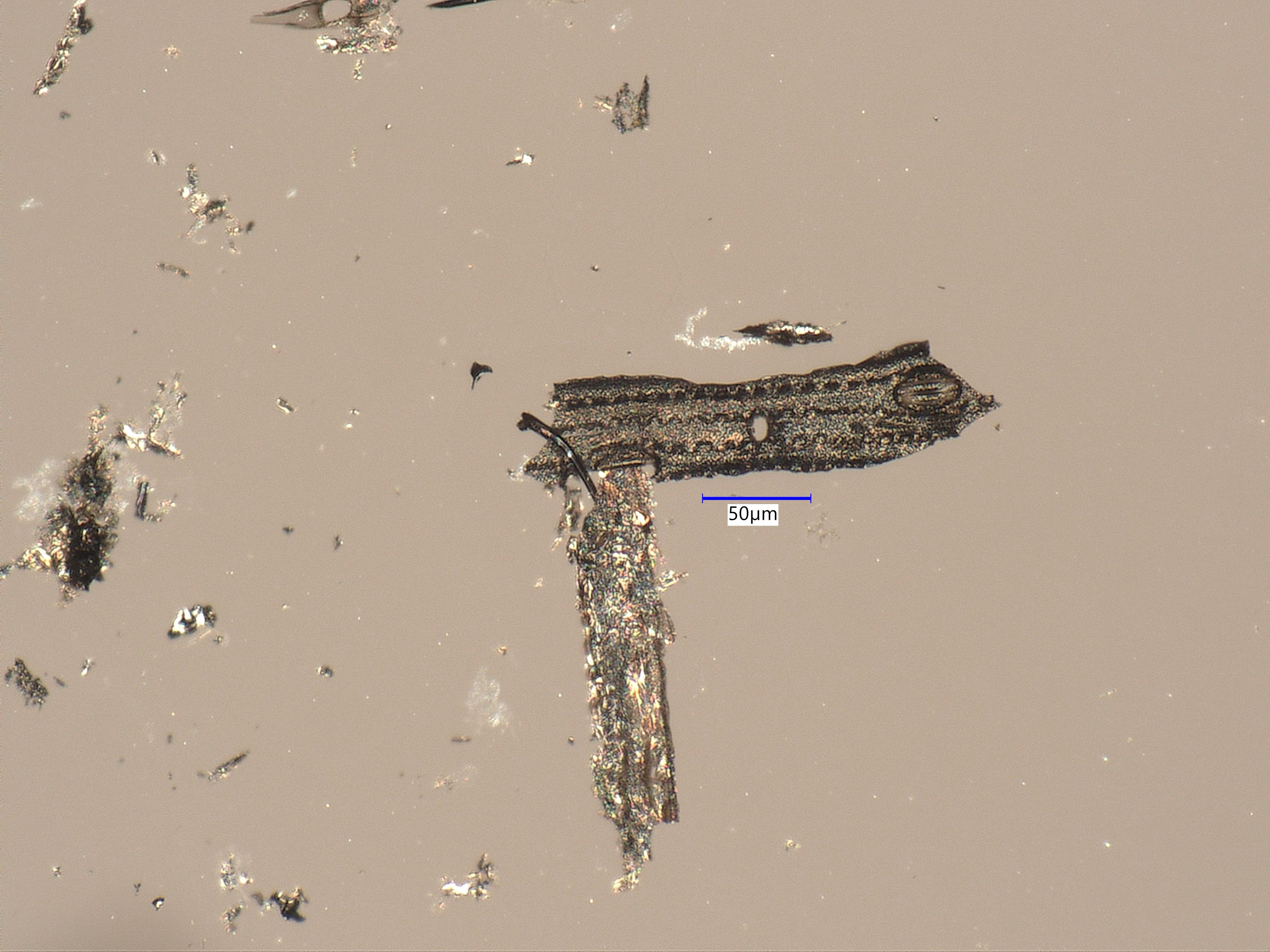 Charred Cheatgrass