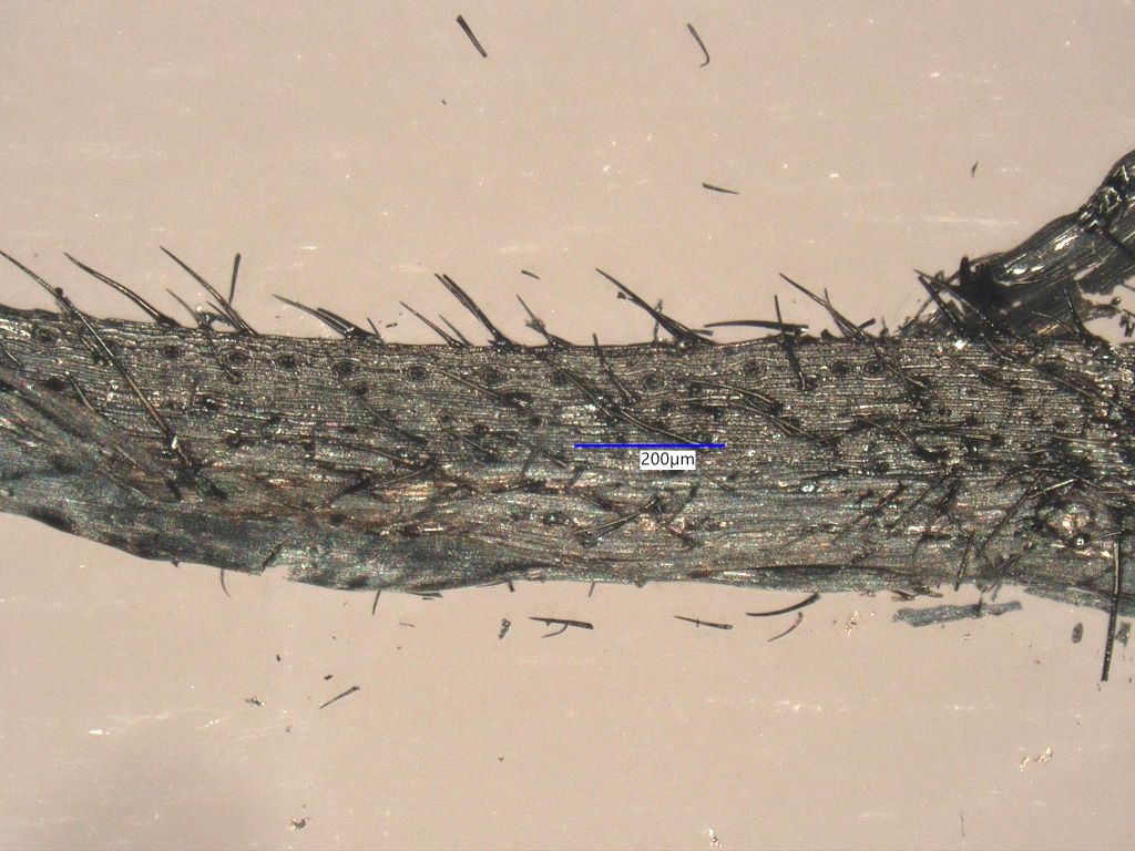 Charred Cheatgrass