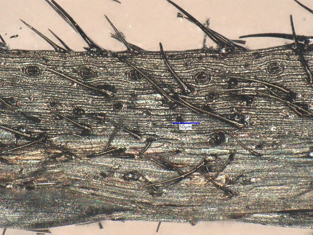 Charred Cheatgrass