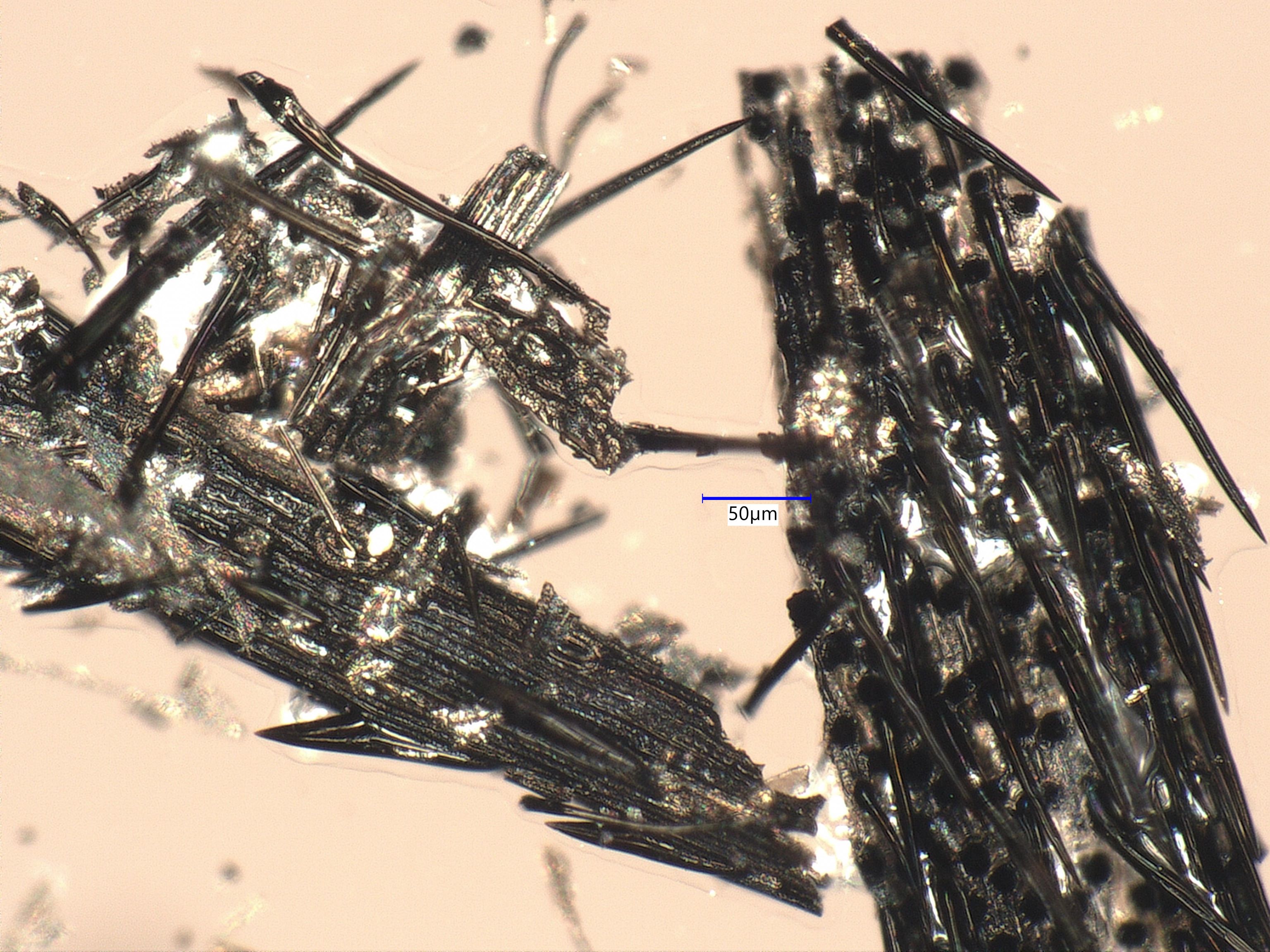 Charred Cheatgrass