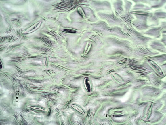 Stomata Under The Microscope