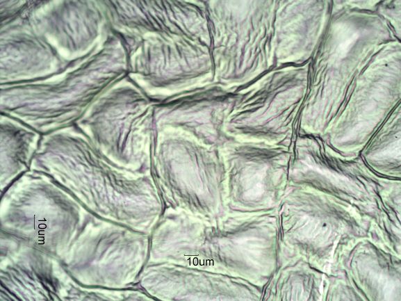 Stomata Under The Microscope
