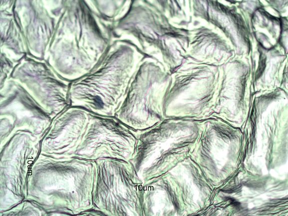 Stomata Under The Microscope