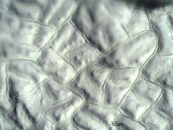 Stomata Under The Microscope