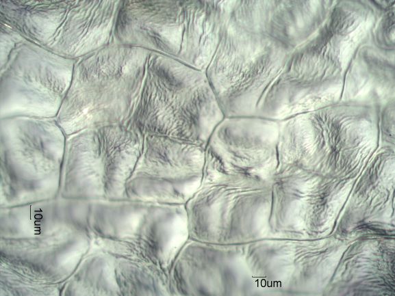 Stomata Under The Microscope
