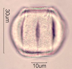 Chia Pollen