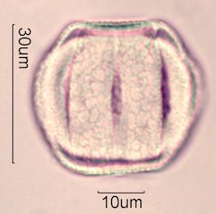 Chia Pollen
