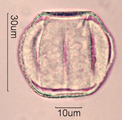 Chia Pollen