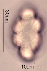 Chia Pollen