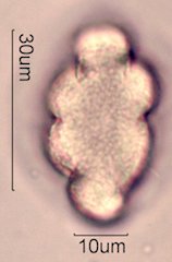 Chia Pollen
