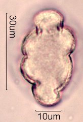 Chia Pollen