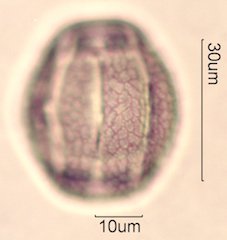 Chia Pollen