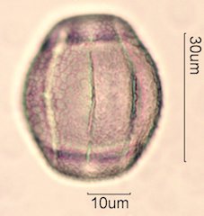 Chia Pollen