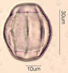 Chia Pollen