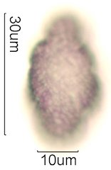 Chia Pollen