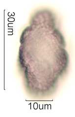 Chia Pollen