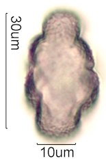 Chia Pollen