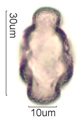 Chia Pollen