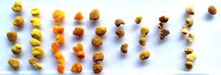 Bee Pollen