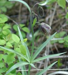 Chocolate Lily