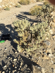 Cholla Cactus (Cylindropuntia sp.)