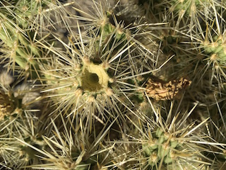 Cholla Cactus (Cylindropuntia sp.)