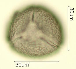 Cholla Cactus (Cylindropuntia sp.) Pollen