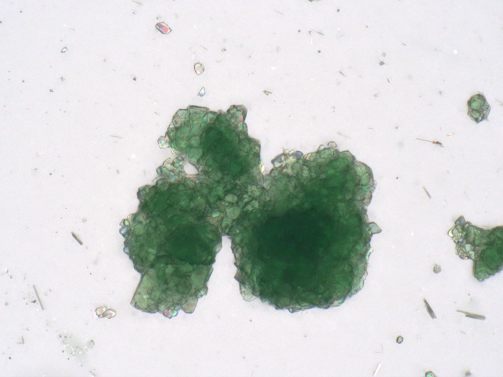 Chromium Chloride