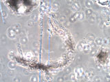 Chrysotile Asbestos