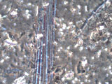 Chrysotile Asbestos