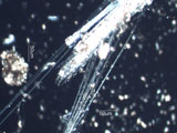 Chrysotile