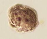 circle-cenospheres3