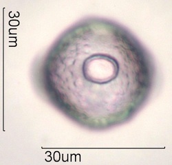 Cirsium arvensis Pollen
