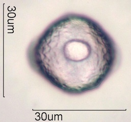 Cirsium arvensis Pollen