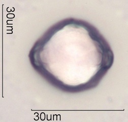 Cirsium arvensis Pollen