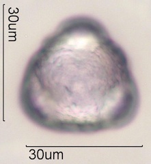 Cirsium arvensis Pollen