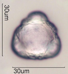 Cirsium arvensis Pollen