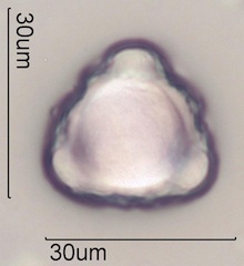 Cirsium arvensis Pollen
