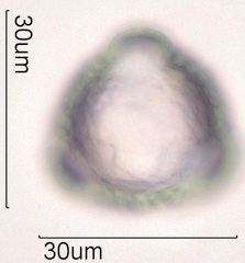 Cirsium arvensis Pollen